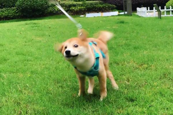 狗狗为什么抖动身体，可能是出于保持干燥、甩掉脏污等目的
