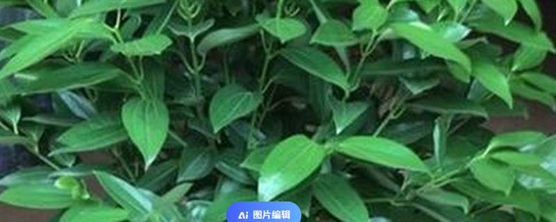 冬天怎么养平安树，温度不可低于5℃