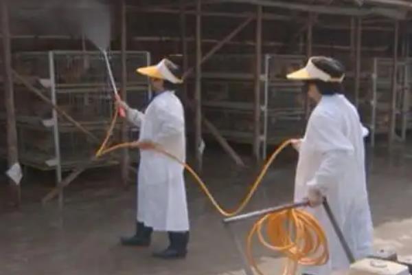 番鸭养殖的注意事项，要注意保温