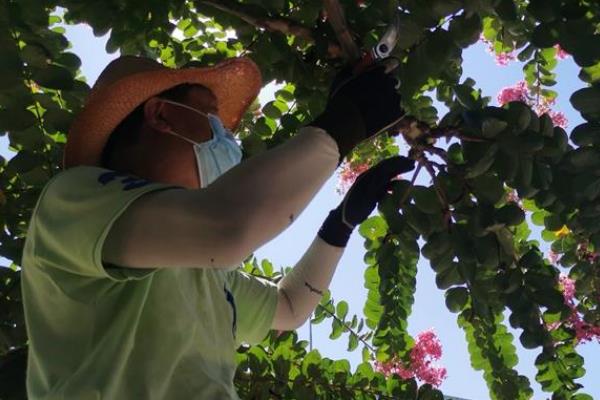 修剪紫荆花树的方法，剪除老枝可以促进新枝生长