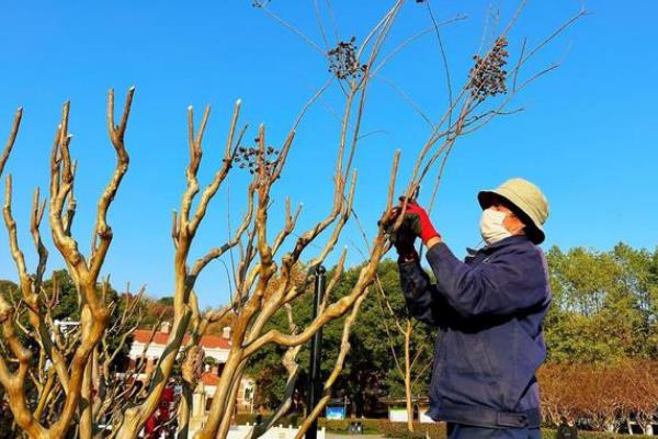 修剪紫荆花树的方法，剪除老枝可以促进新枝生长