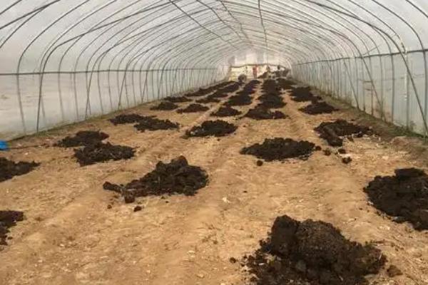 草莓对肥料的需求，生长期间要吸收氮磷钾及多种微量元素