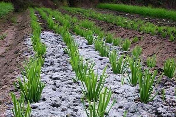 韭菜用什么肥料，种植前施加优质土杂肥作为基肥