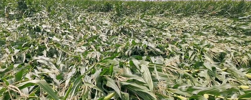 作物易倒伏是缺哪种肥料，缺少钾肥会增加倒伏几率
