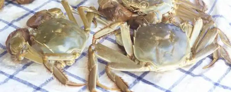 螃蟹的简介，属于十足目甲壳动物