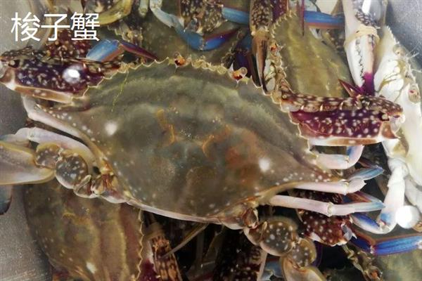 螃蟹的简介，属于十足目甲壳动物