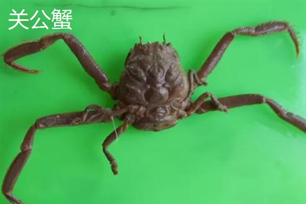 螃蟹的简介，属于十足目甲壳动物