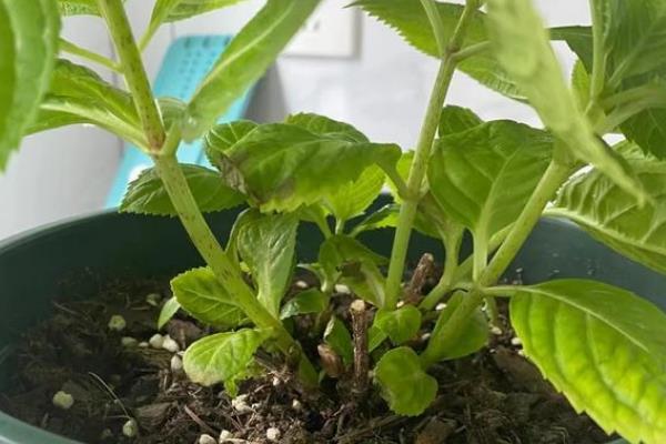 绣球花叶子发黄的原因，大多是浇水或施肥不当、光照或土壤不适造成