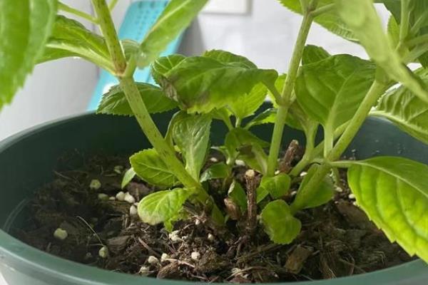 绣球花叶子发黄的原因，大多是浇水或施肥不当、光照或土壤不适造成