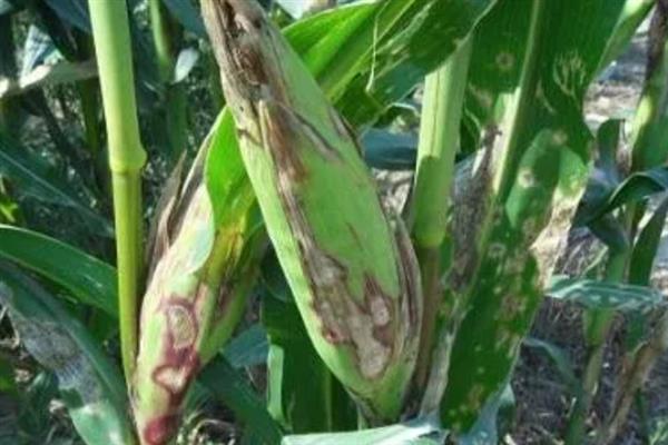 玉米褐斑病怎么防治，可以向植株喷洒灭菌剂