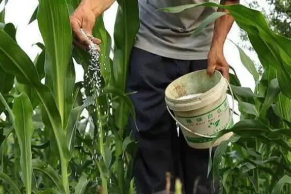 玉米褐斑病怎么防治，可以向植株喷洒灭菌剂