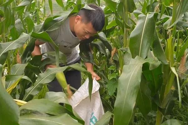 玉米褐斑病怎么防治，可以向植株喷洒灭菌剂