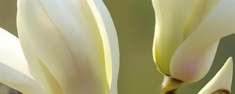 玉兰花的花语，寓意纯洁无瑕、真情真意等