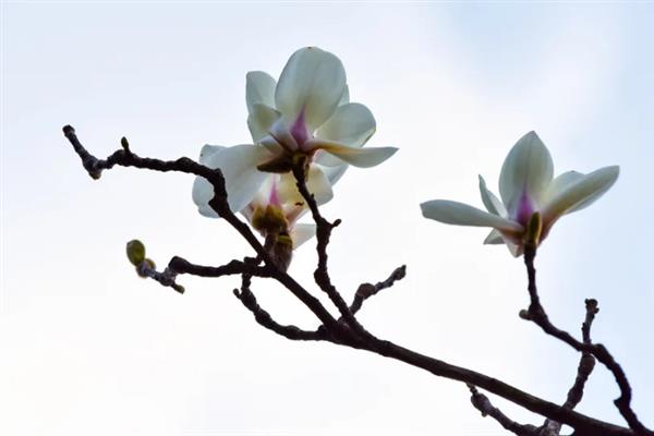 玉兰花的花语，寓意纯洁无瑕、真情真意等