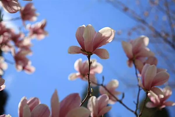 玉兰花的花语，寓意纯洁无瑕、真情真意等