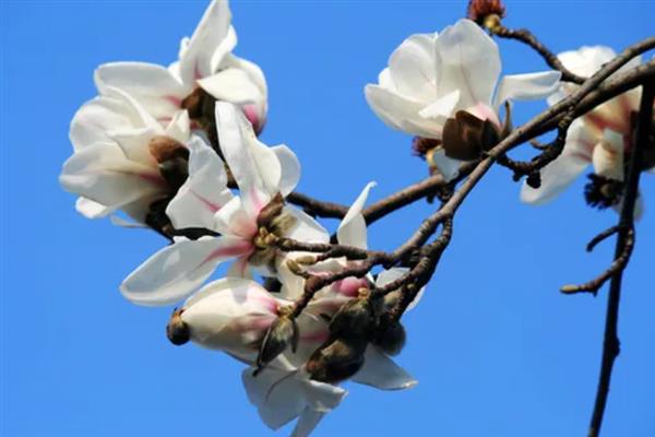 玉兰花的花语，寓意纯洁无瑕、真情真意等