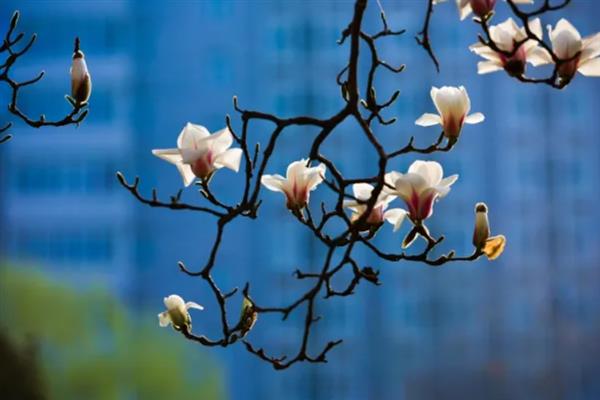 玉兰花的花语，寓意纯洁无瑕、真情真意等