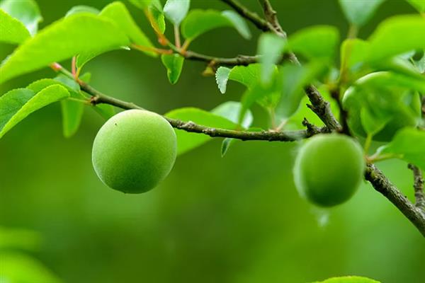 梅子常见于哪个季节，一般在夏季6-7月份成熟