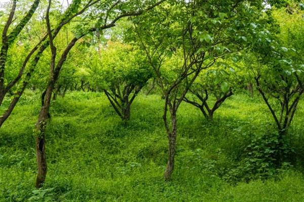 梅子常见于哪个季节，一般在夏季6-7月份成熟