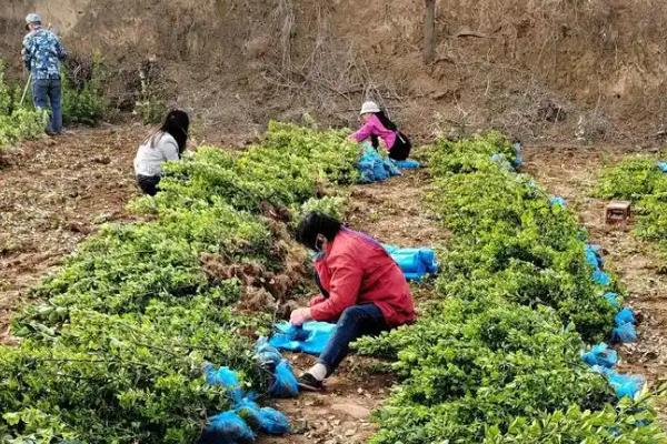 大叶黄杨怎么种植，生长旺季主施氮肥