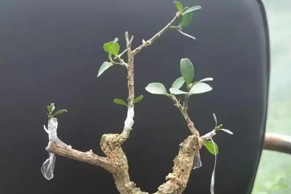 大叶黄杨怎么种植，生长旺季主施氮肥