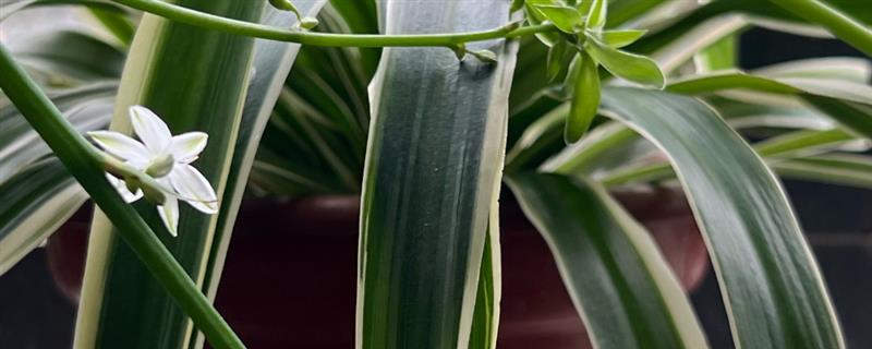 哪些植物可以吸收甲醛，包含吊兰、虎尾兰、常春藤等品种
