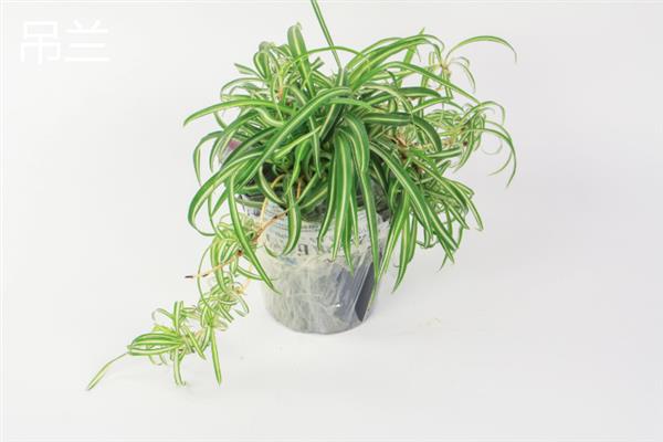 哪些植物可以吸收甲醛，包含吊兰、虎尾兰、常春藤等品种
