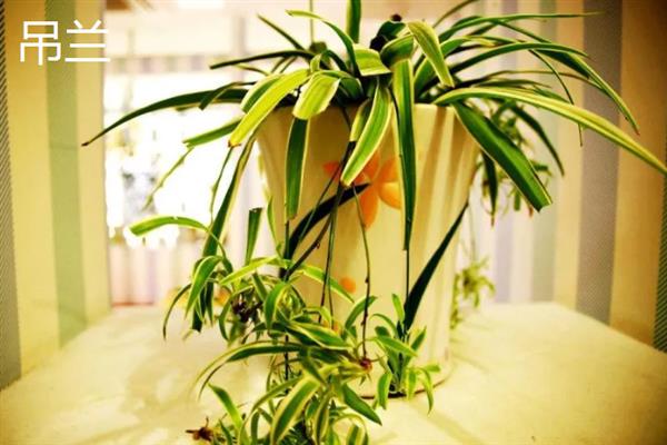 哪些植物可以吸收甲醛，包含吊兰、虎尾兰、常春藤等品种