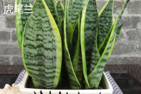 哪些植物可以吸收甲醛，包含吊兰、虎尾兰、常春藤等品种