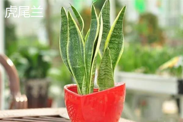 哪些植物可以吸收甲醛，包含吊兰、虎尾兰、常春藤等品种