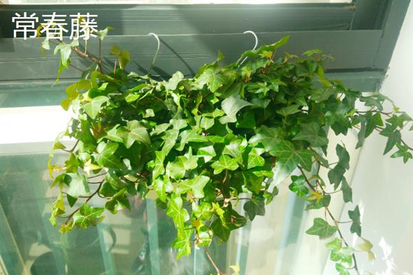 哪些植物可以吸收甲醛，包含吊兰、虎尾兰、常春藤等品种