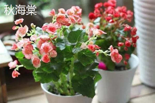 哪些植物可以吸收甲醛，包含吊兰、虎尾兰、常春藤等品种