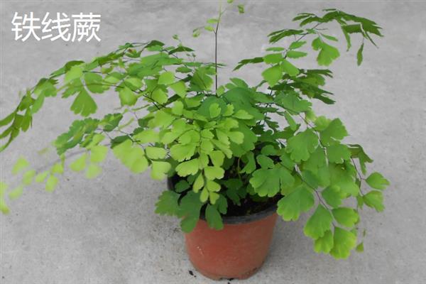哪些植物可以吸收甲醛，包含吊兰、虎尾兰、常春藤等品种