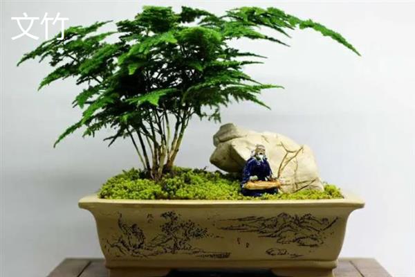 哪些植物可以吸收甲醛，包含吊兰、虎尾兰、常春藤等品种