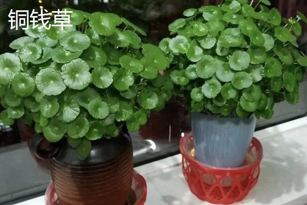 哪些植物可以吸收甲醛，包含吊兰、虎尾兰、常春藤等品种