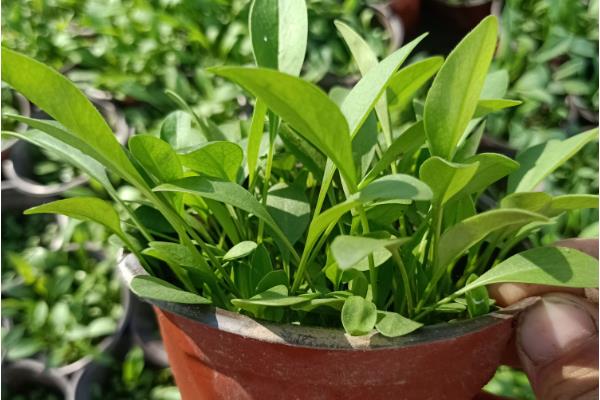 大花金鸡菊的养殖方法，整个生长期追肥2-3次