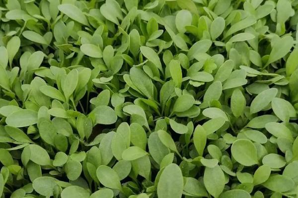 大花金鸡菊的养殖方法，整个生长期追肥2-3次