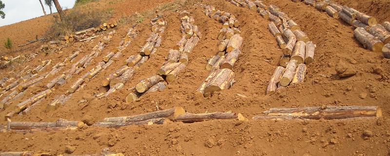 茯苓种子的种植方法，栽培场地宜选海拔600-900米的山坡