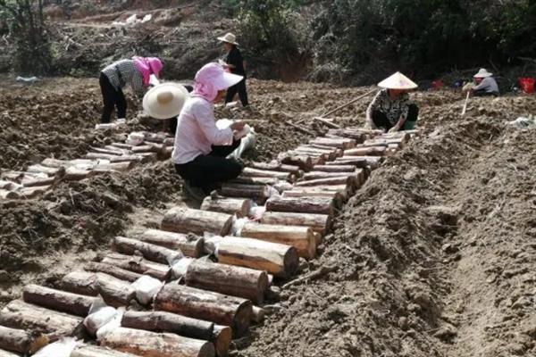 茯苓种子的种植方法，栽培场地宜选海拔600-900米的山坡