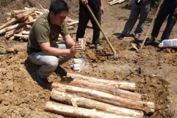 茯苓种子的种植方法，栽培场地宜选海拔600-900米的山坡