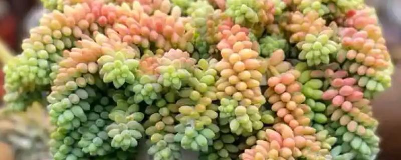 新玉缀怎么养殖，平时每个月追施一次肥料