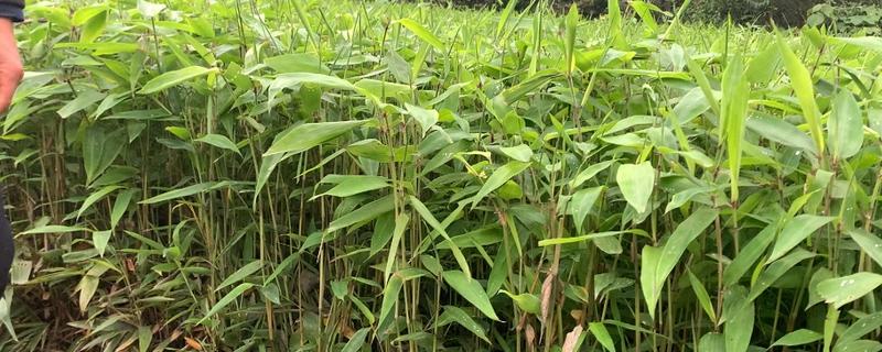 毛竹苗多少年才能长成大毛竹，五年才可以