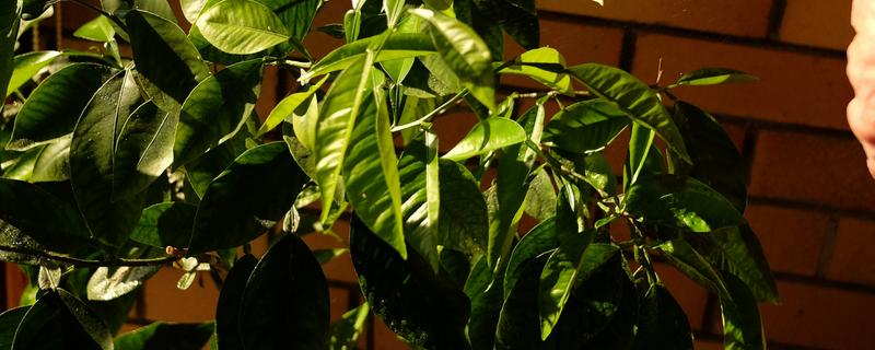 植物发生病害有什么症状，常见变色、腐烂、畸形等表现