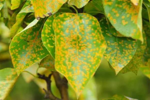 植物发生病害有什么症状，常见变色、腐烂、畸形等表现