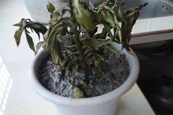 植物发生病害有什么症状，常见变色、腐烂、畸形等表现