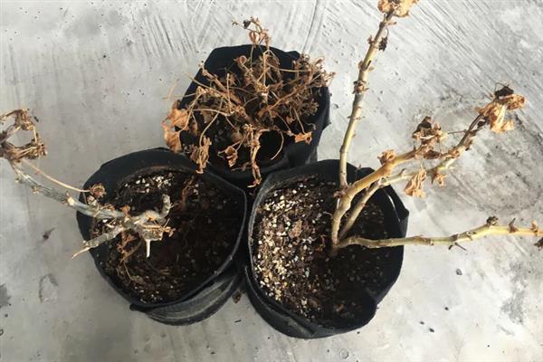 植物发生病害有什么症状，常见变色、腐烂、畸形等表现