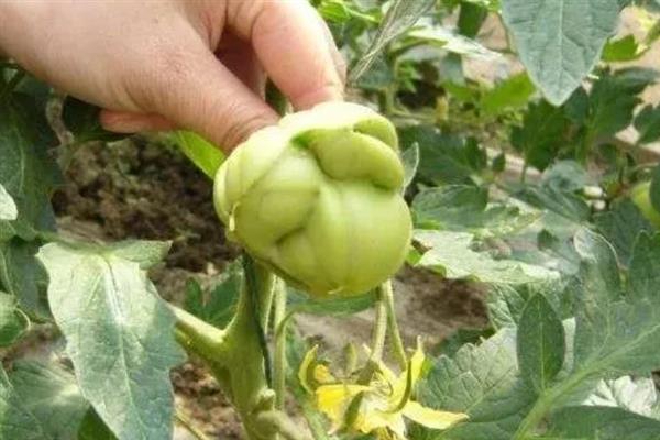 植物发生病害有什么症状，常见变色、腐烂、畸形等表现