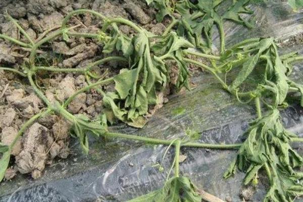 植物发生病害有什么症状，常见变色、腐烂、畸形等表现