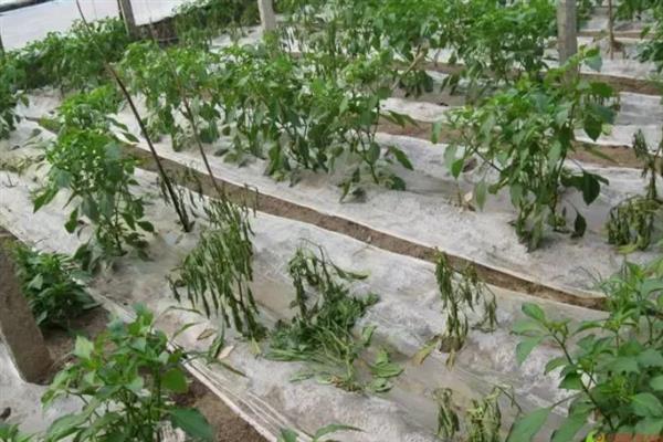 植物发生病害有什么症状，常见变色、腐烂、畸形等表现