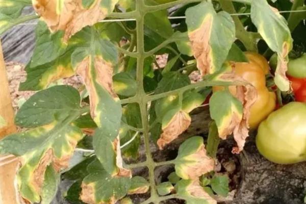植物发生病害有什么症状，常见变色、腐烂、畸形等表现